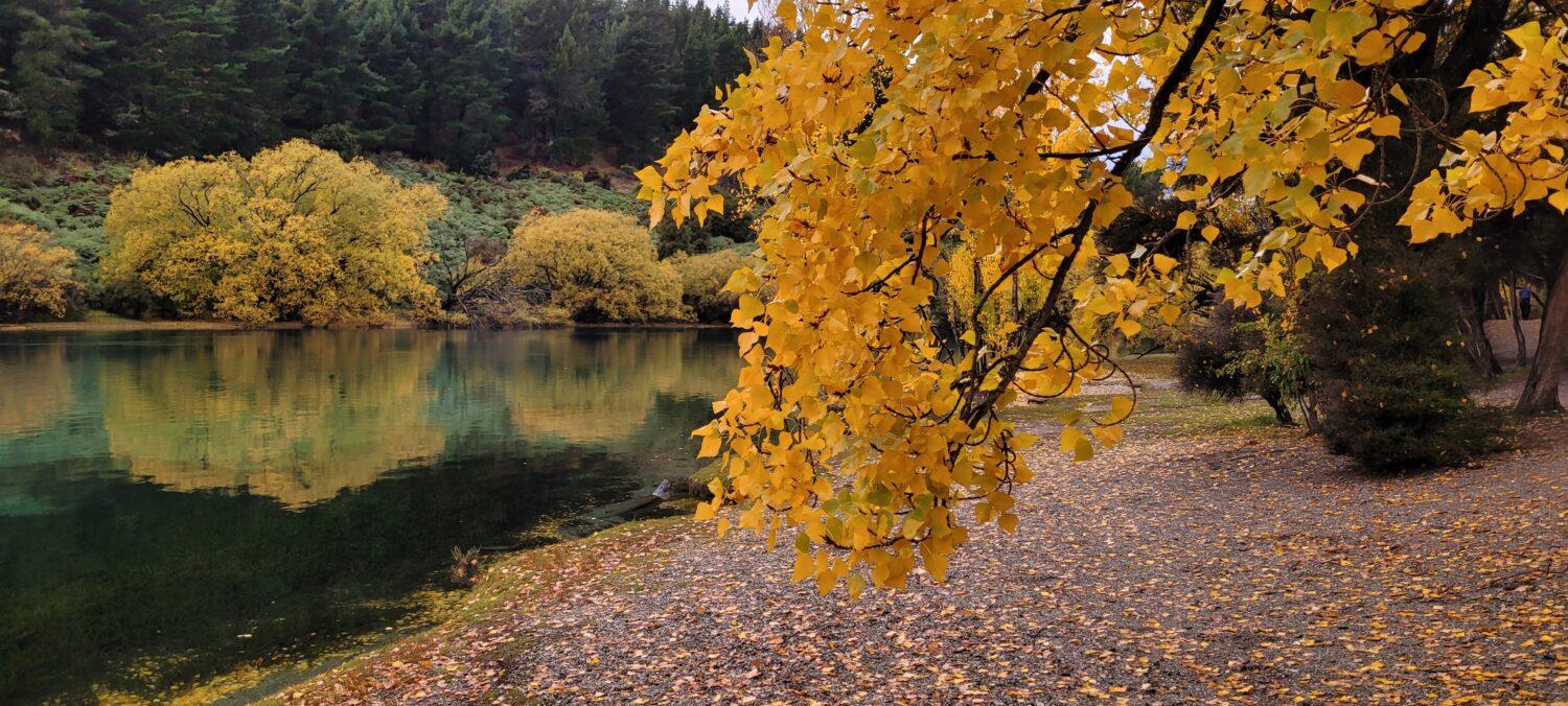 Autumn Colours on a walk along Clutha River from Outlet Camp Wanaka/ Wanaka