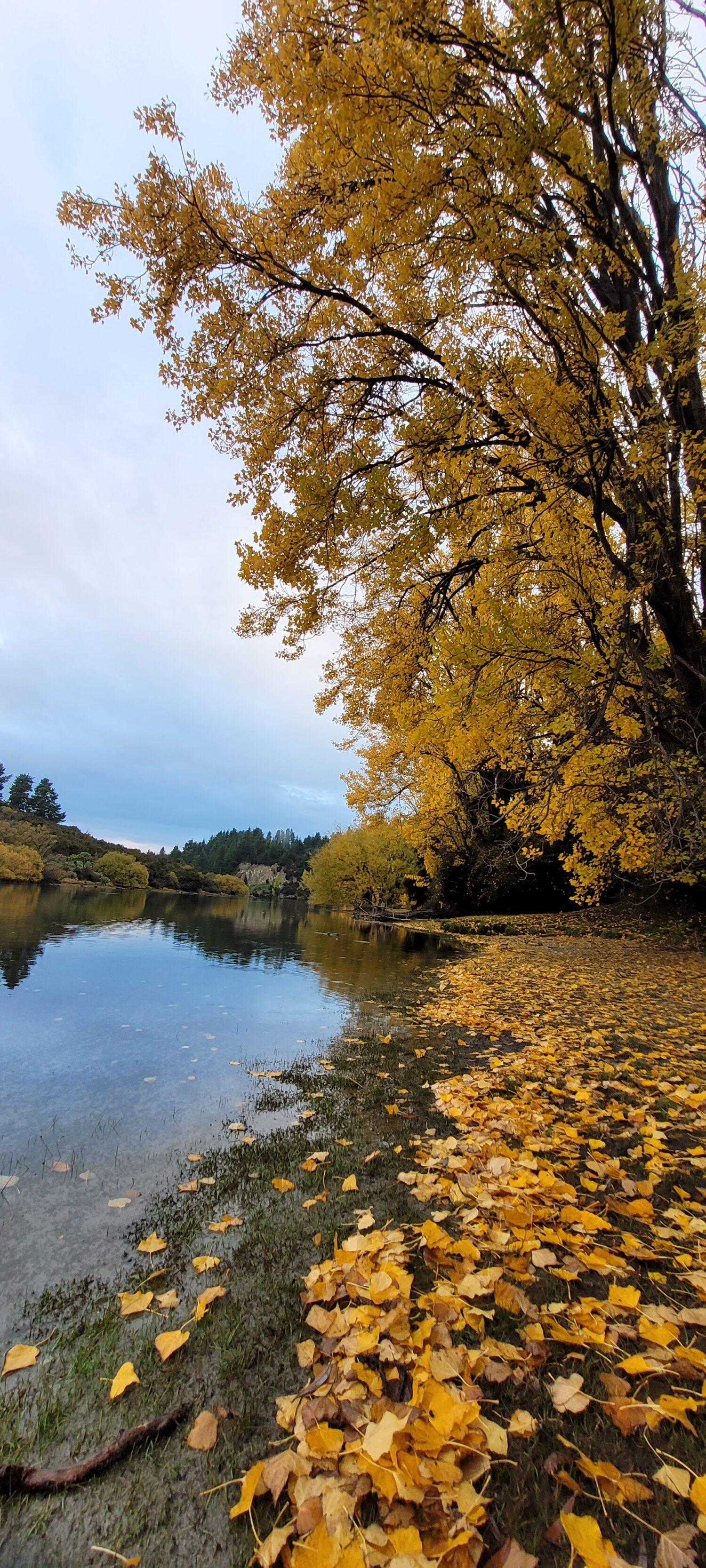 Autumn Colours on a walk along Clutha River from Outlet Camp Wanaka/ Wanaka