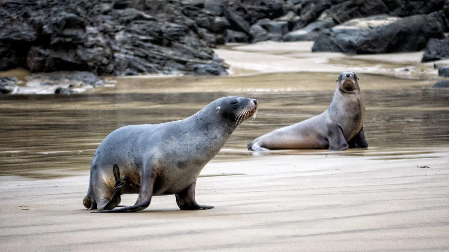 Sea Lions in the Catlins New Zealand